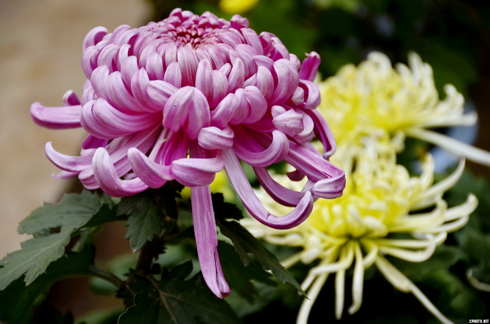 菊 _13.JPG