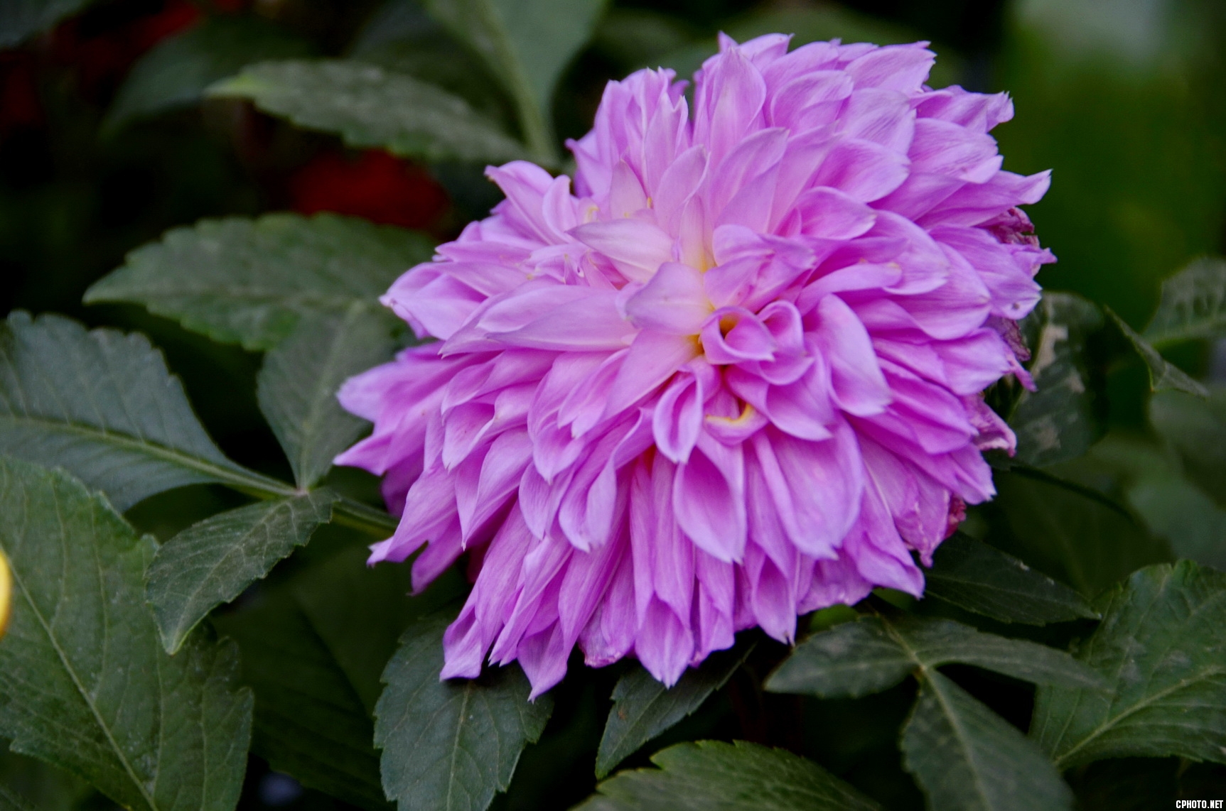 菊 _15.JPG