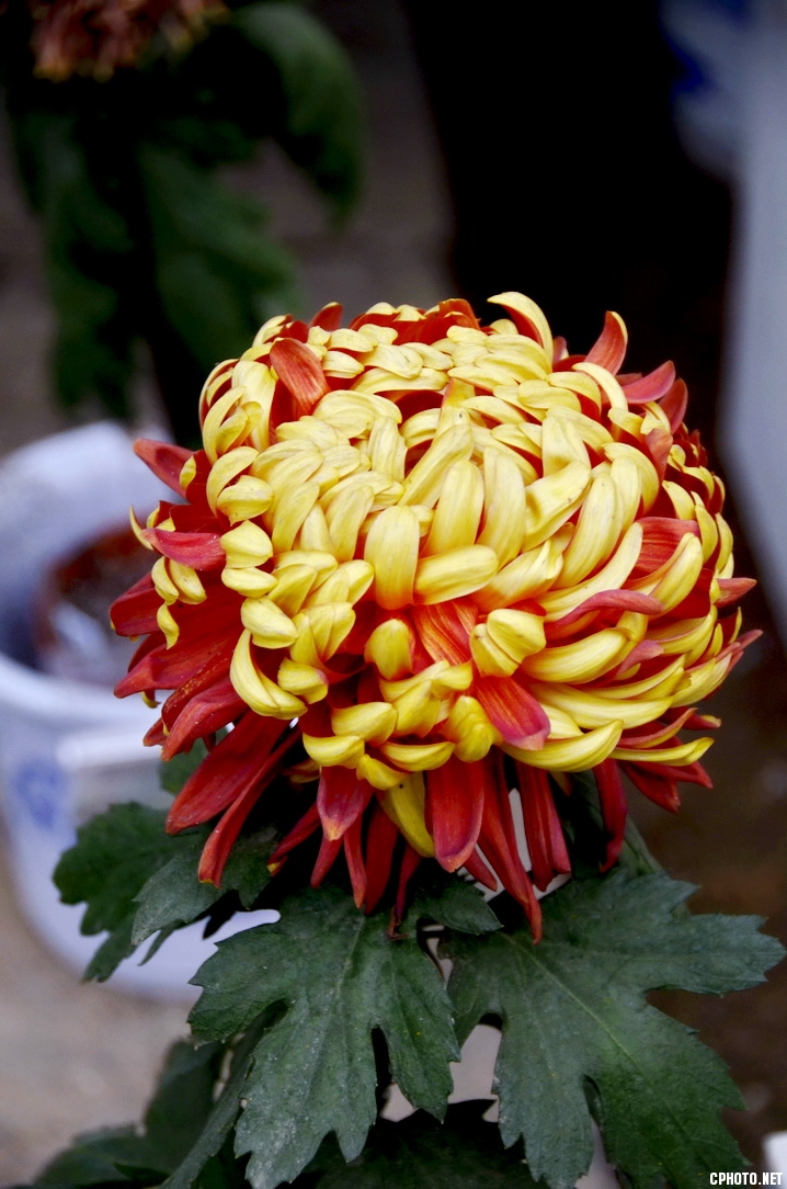 菊 _17.JPG