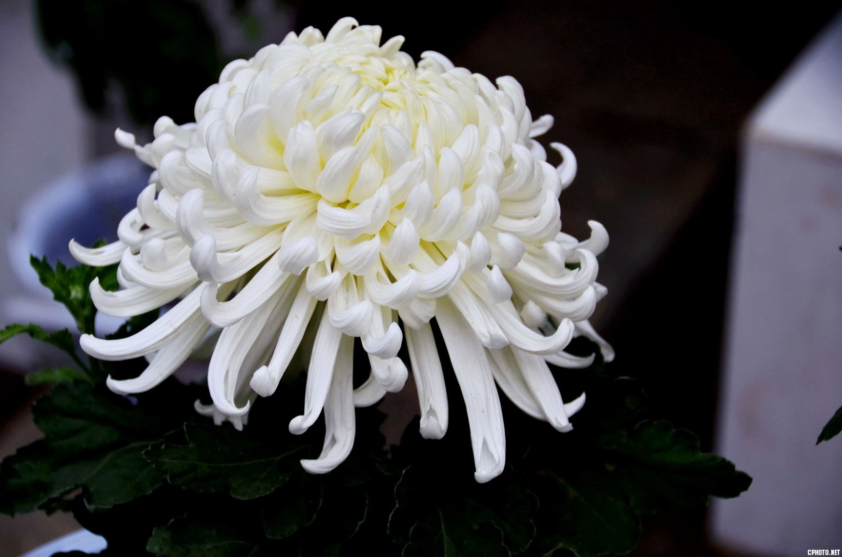 菊 _18.JPG
