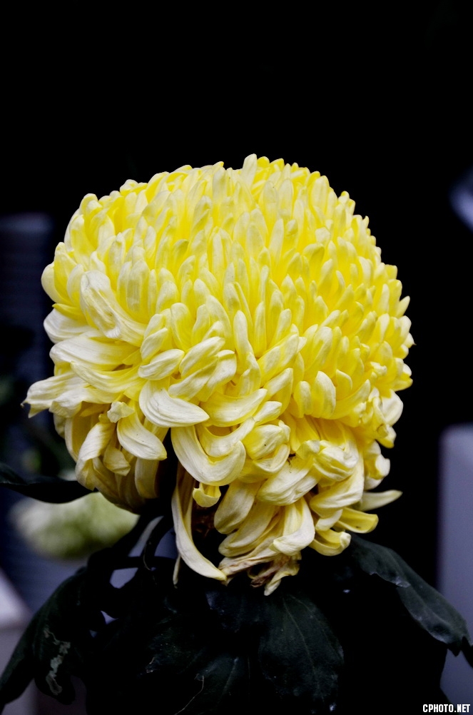 菊 _19.JPG