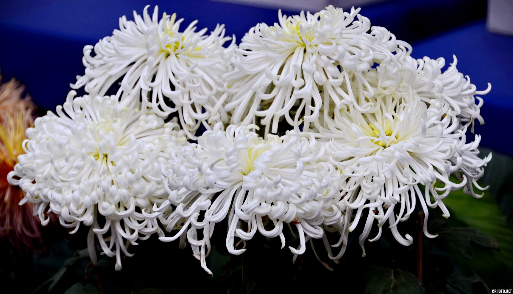 菊 _21.JPG