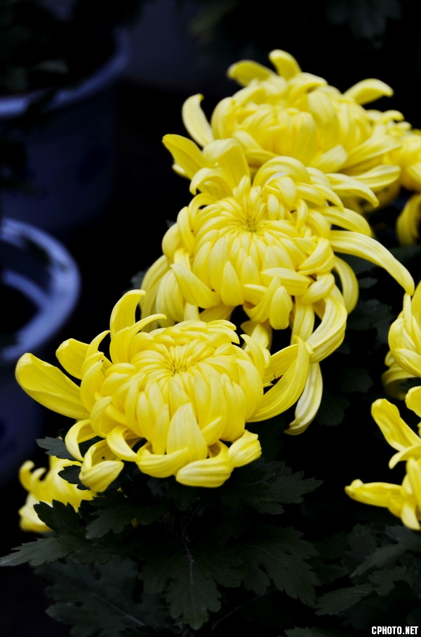 菊 _22.JPG