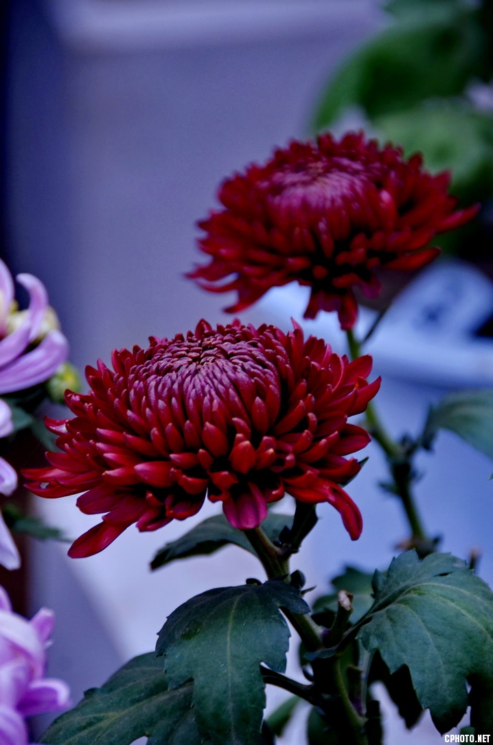 菊 _23.JPG