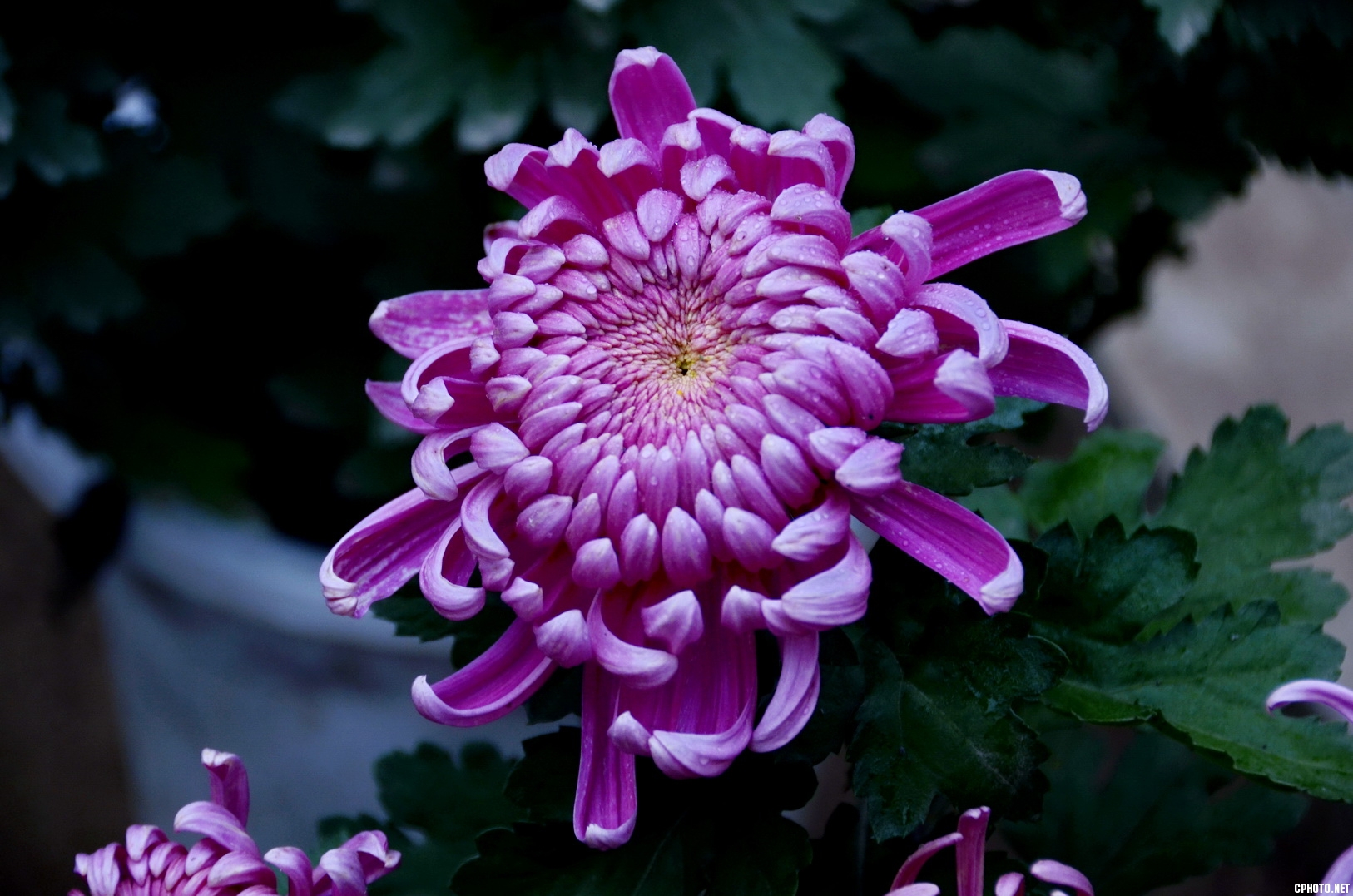菊 _24.JPG