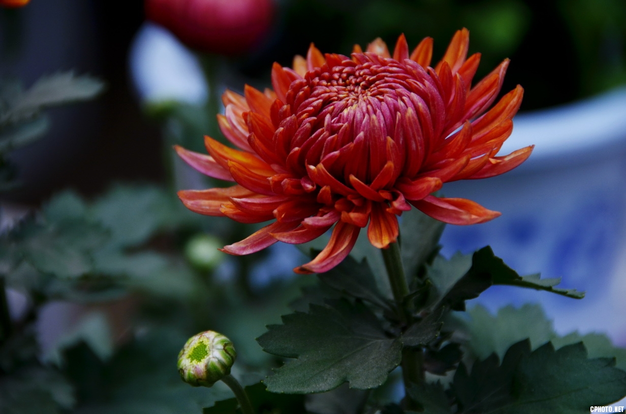 菊 _25.JPG