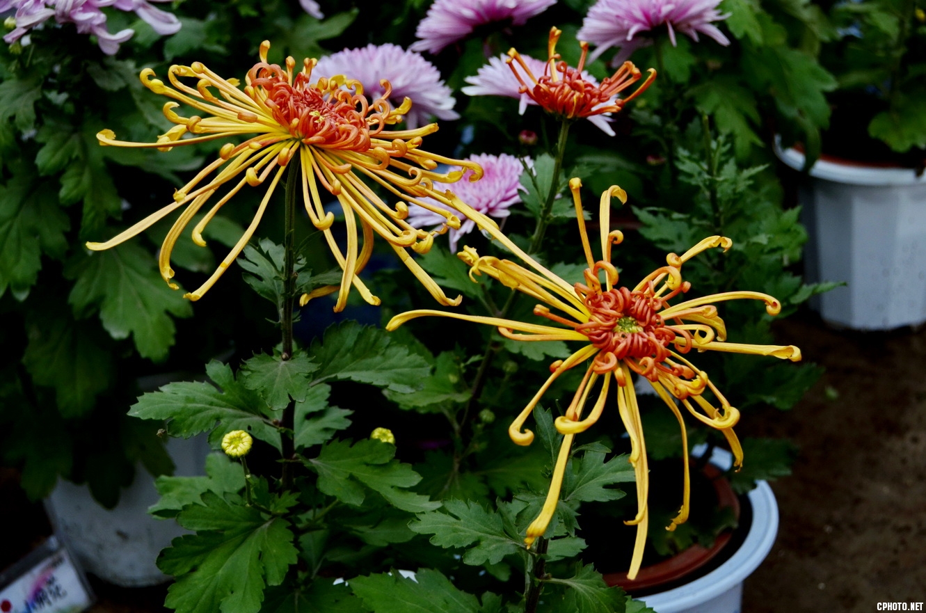 菊 _26.JPG