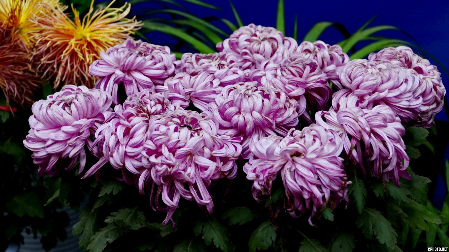 菊_27.JPG