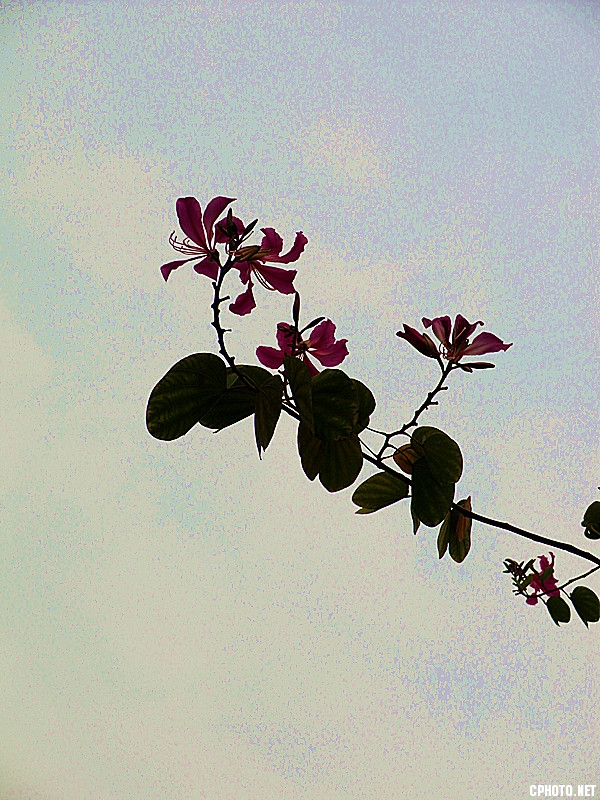 紫荆花神姿