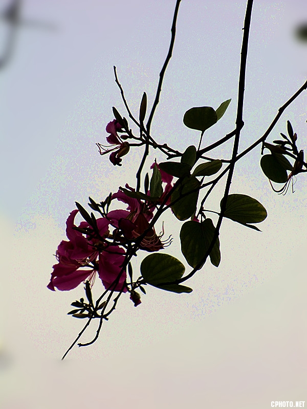 紫荆花神姿
