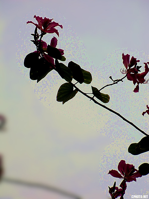 照片 443_副本.jpg