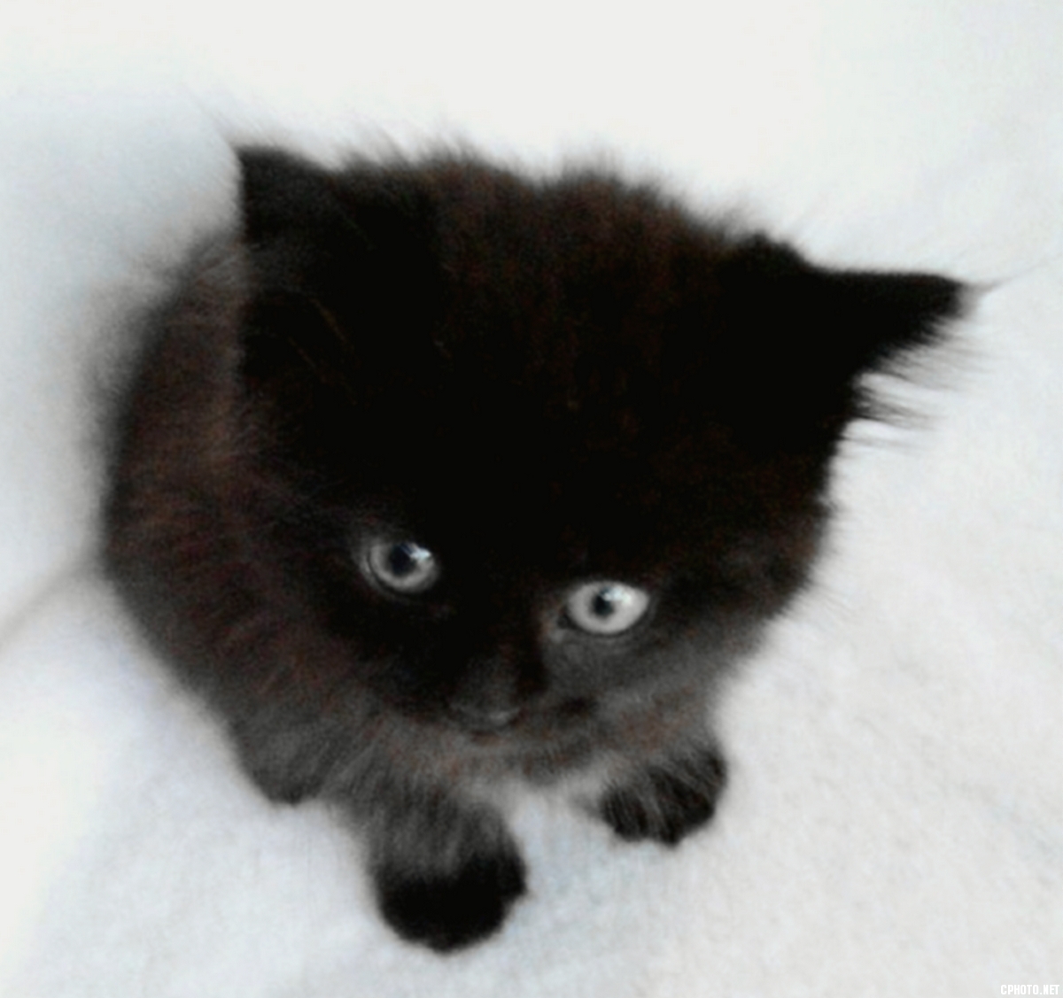可爱的小猫咪