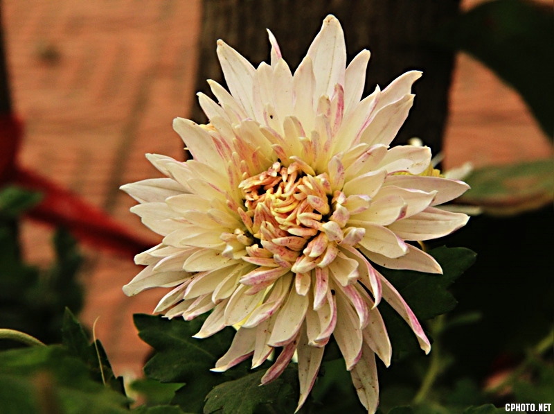 秋菊