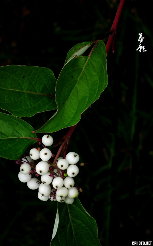 DSCF3607-3.jpg