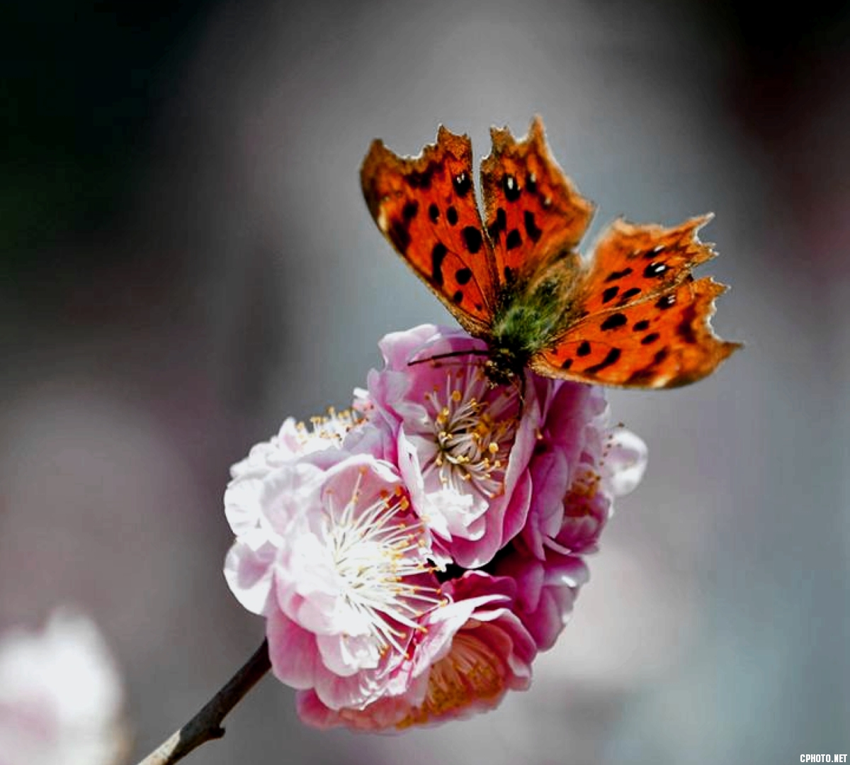 花蝶