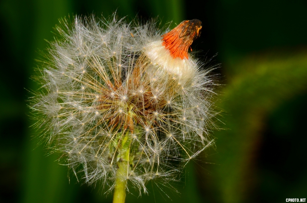 DSC_3868_副本s.jpg