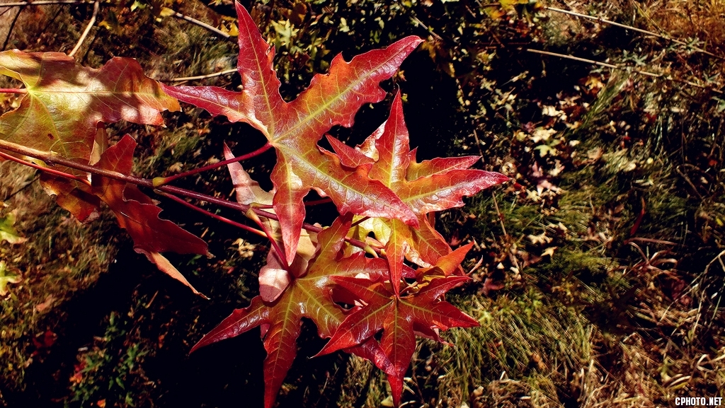 DSCF5699_副本s.jpg