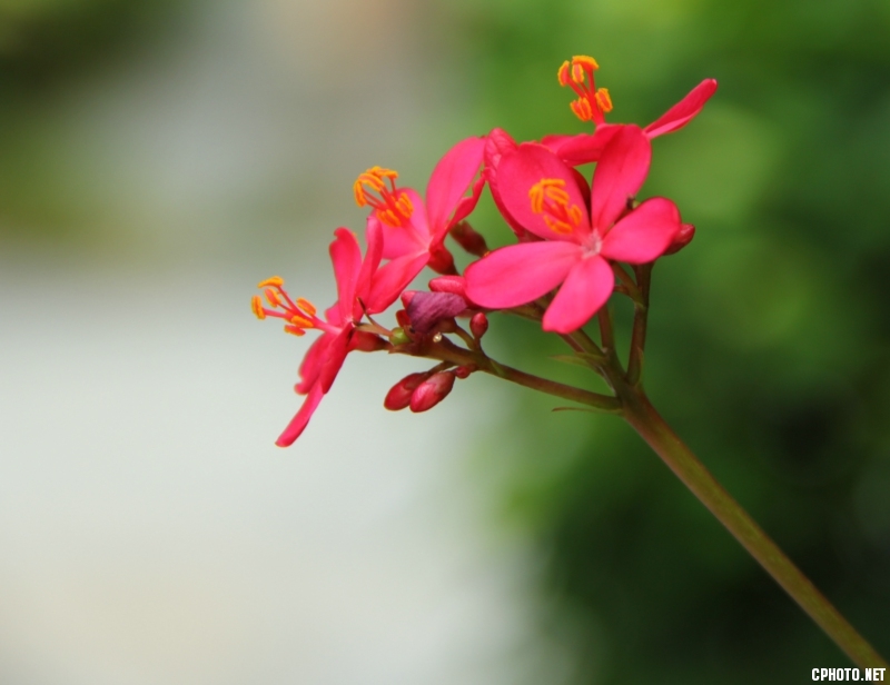 花卉