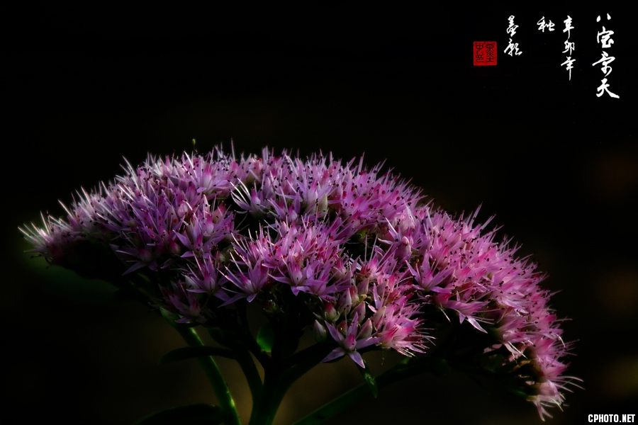 DSCF3415-1.jpg