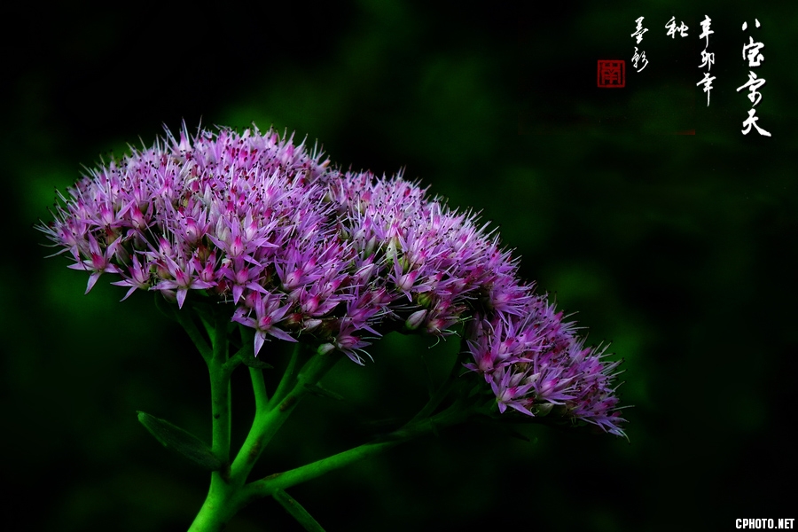 DSCF3503-1.jpg
