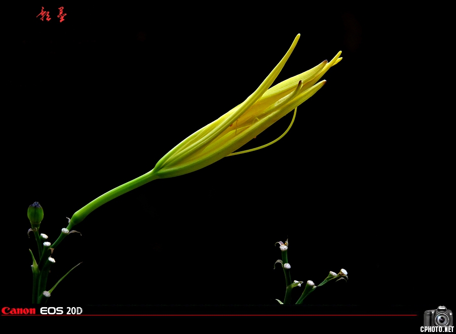 花卉----黄花