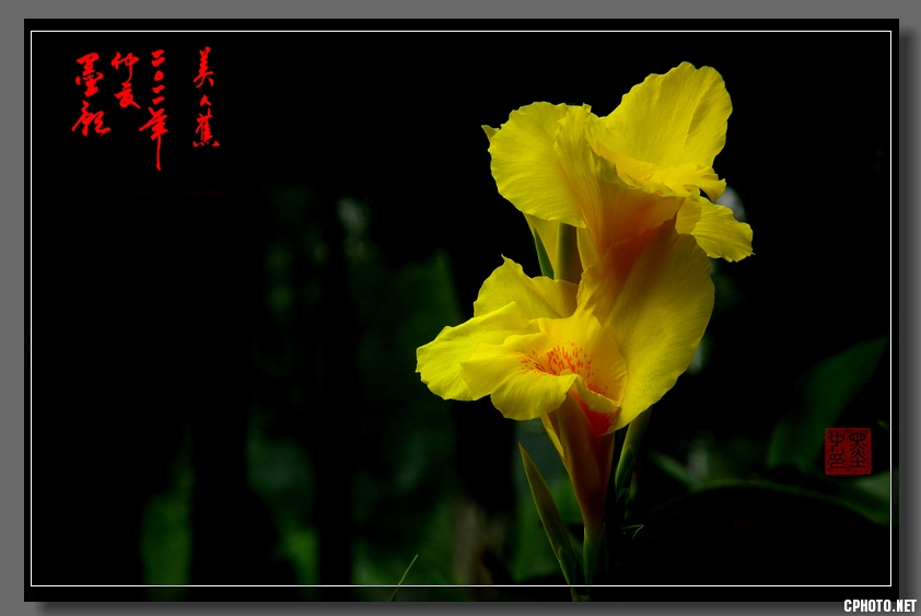 微距花卉----美人蕉