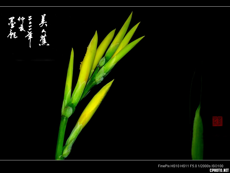 微距花卉----美人蕉
