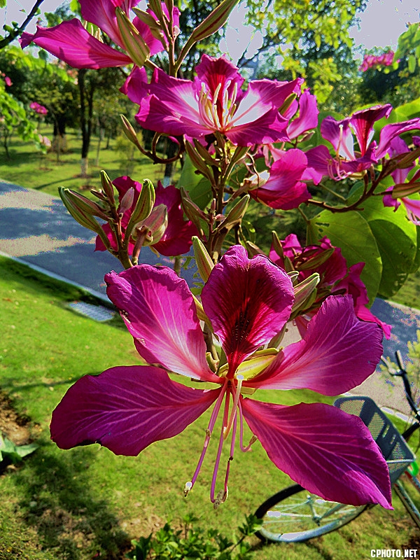 晴花