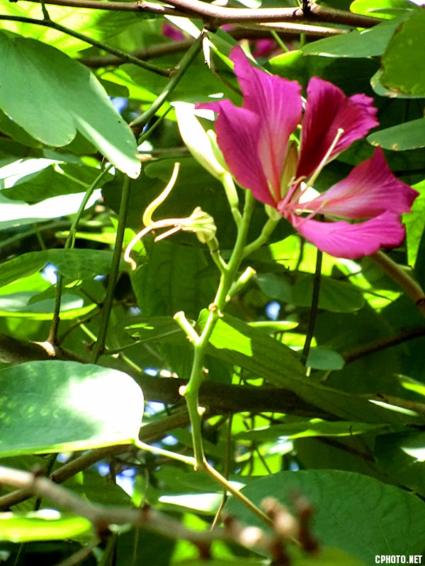 晴花