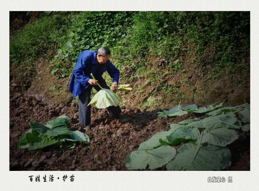 25百姓生活·护苗.jpg