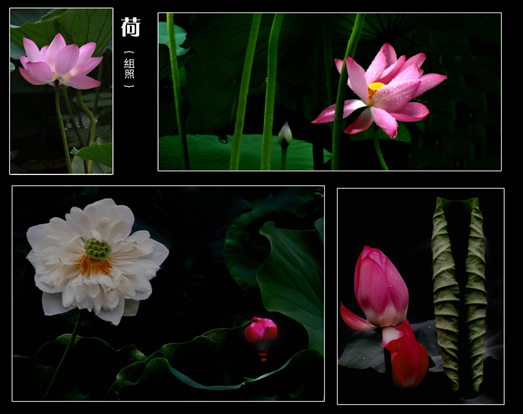 荷花组照.jpg