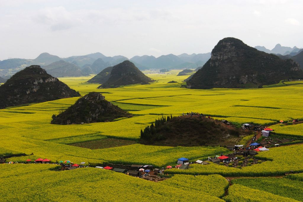 菜花枝头春意闹.jpg