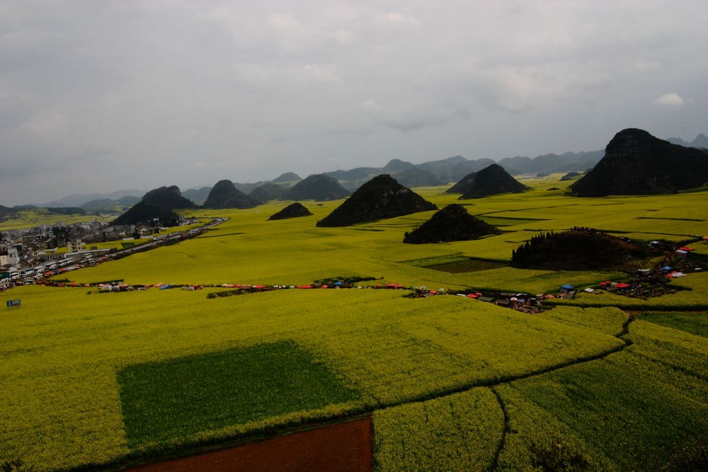 花海游春.jpg