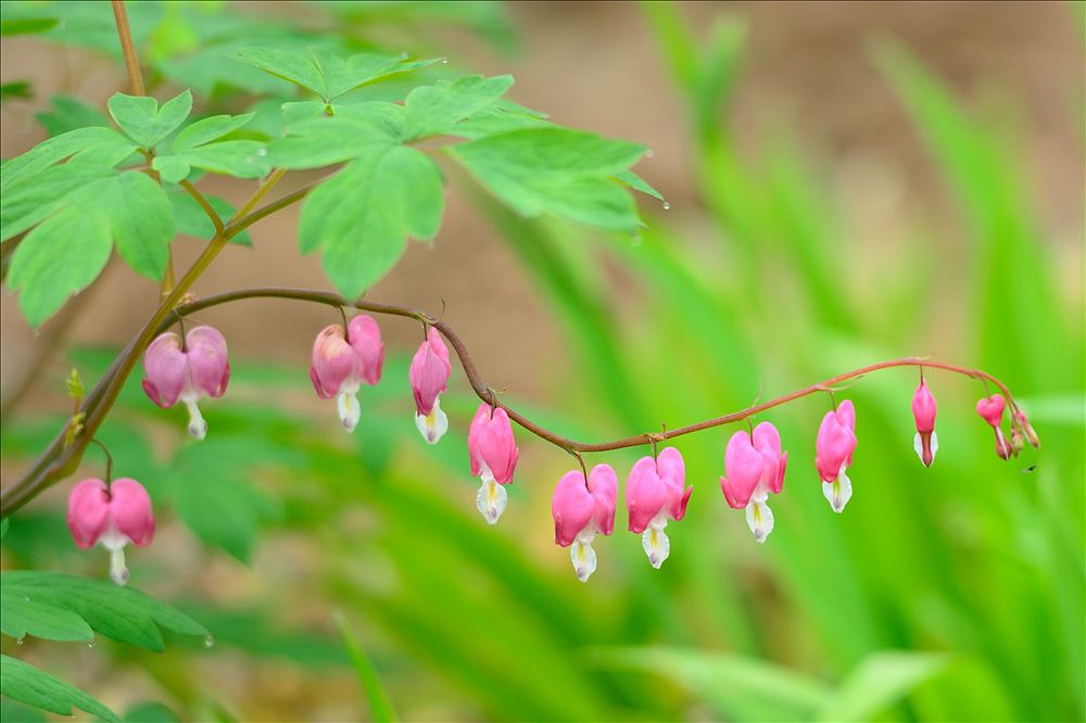2014.04.14植物园6.jpg