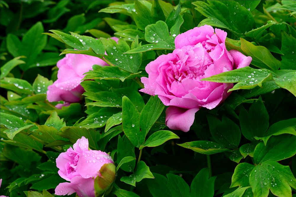 2014.04.15植物园牡丹1.jpg