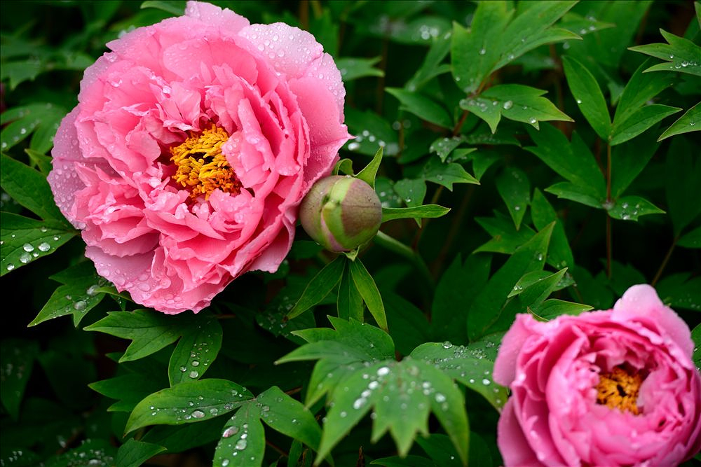 2014.04.15植物园牡丹3.jpg
