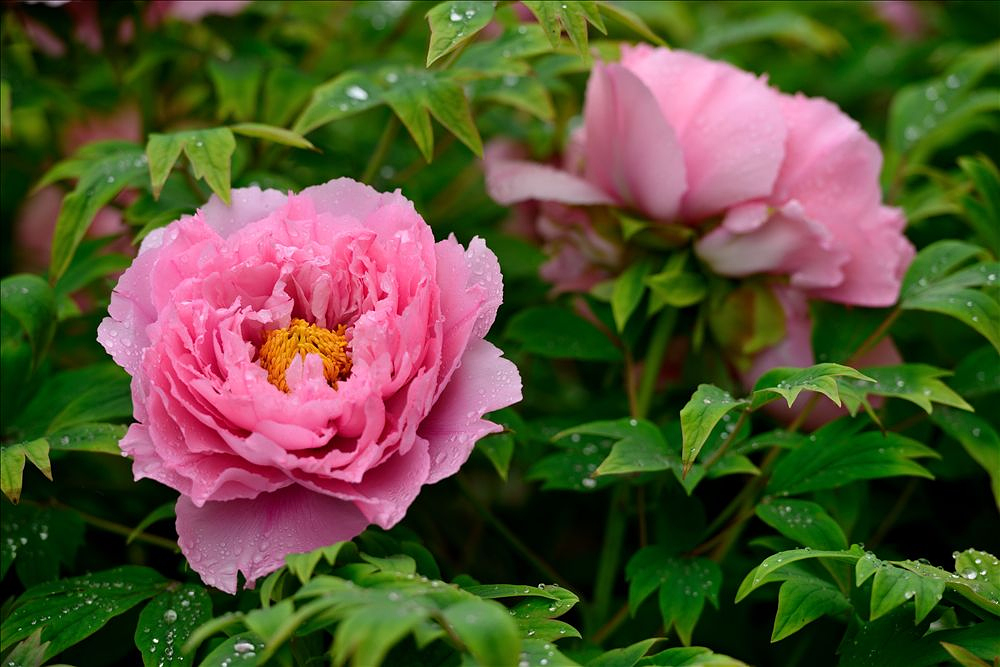 2014.04.15植物园牡丹8.jpg