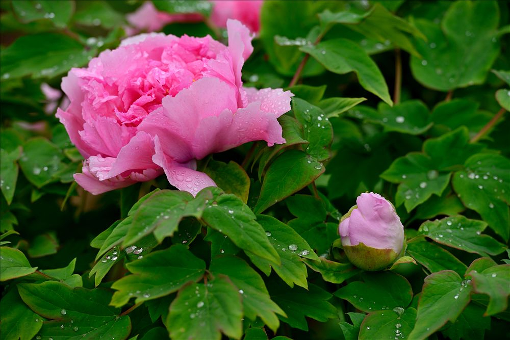 2014.04.15植物园牡丹11.jpg