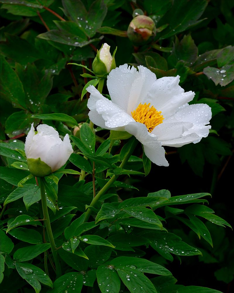 2014.04.15植物园牡丹14.jpg