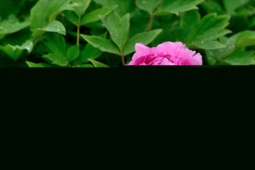 2014.04.15植物园牡丹15.jpg