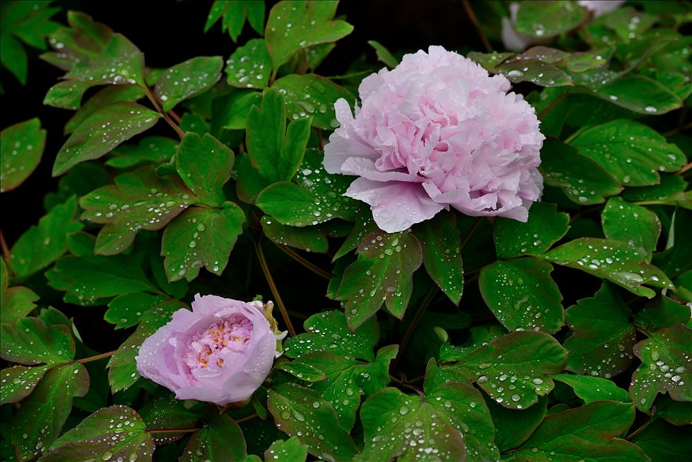 2014.04.15植物园牡丹19.jpg