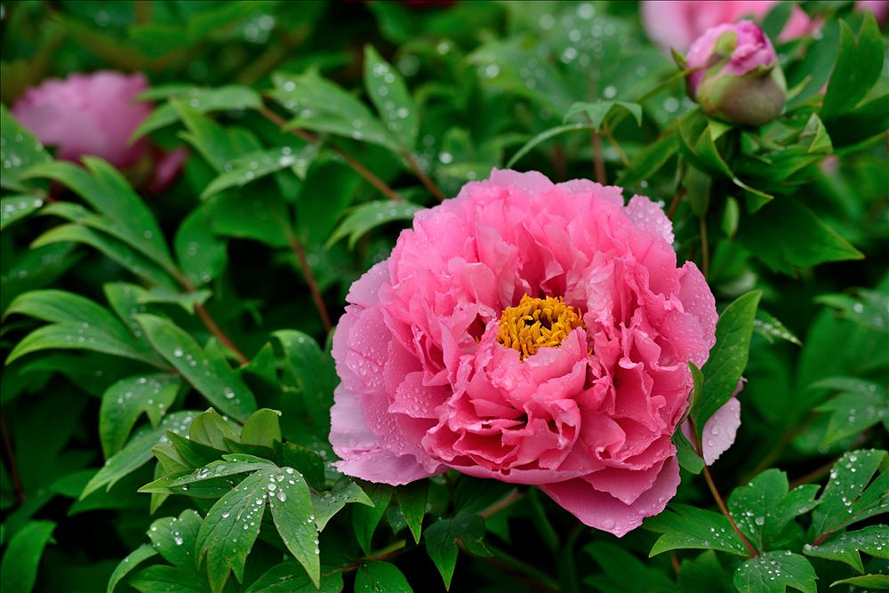 2014.04.15植物园牡丹20.jpg