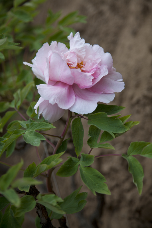IMG_4476.jpg