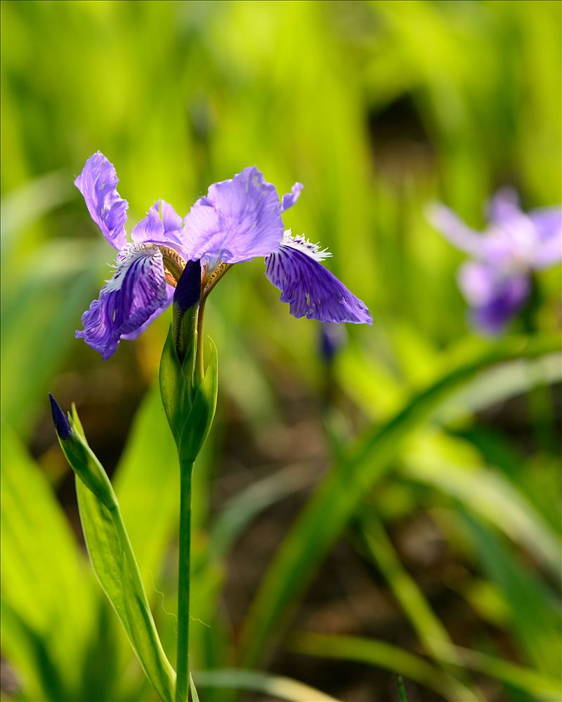 2014.04.23鸢尾花3.jpg