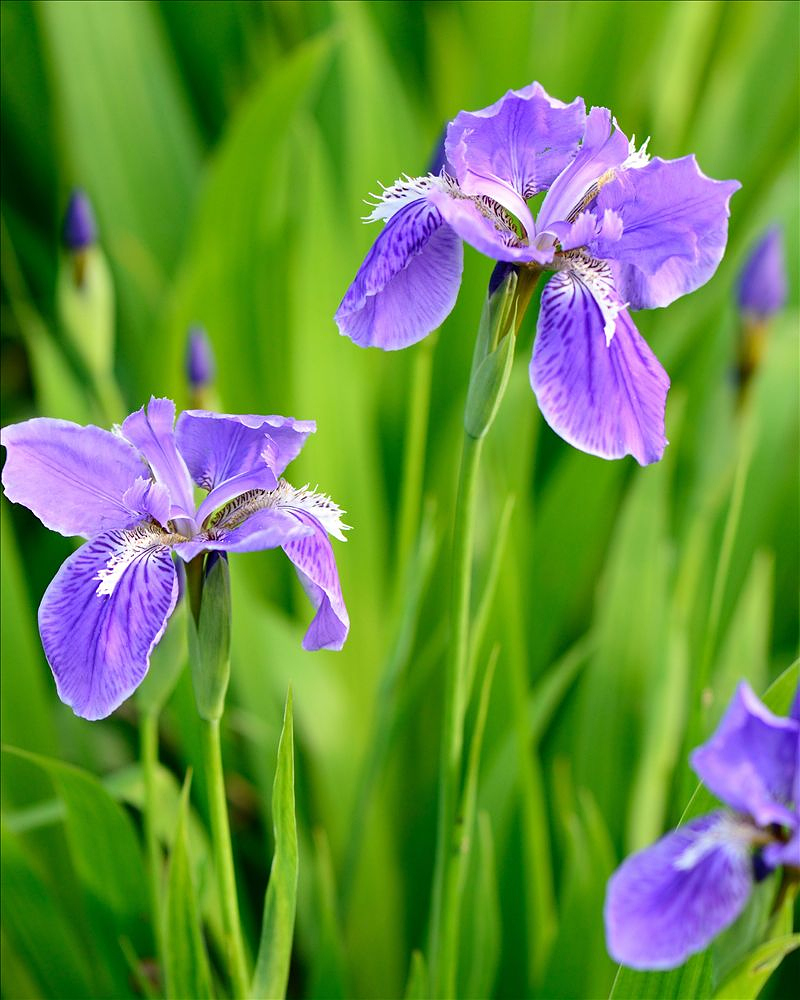 2014.04.23鸢尾花8.jpg
