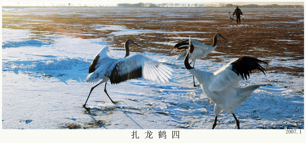扎龙鹤四.jpg