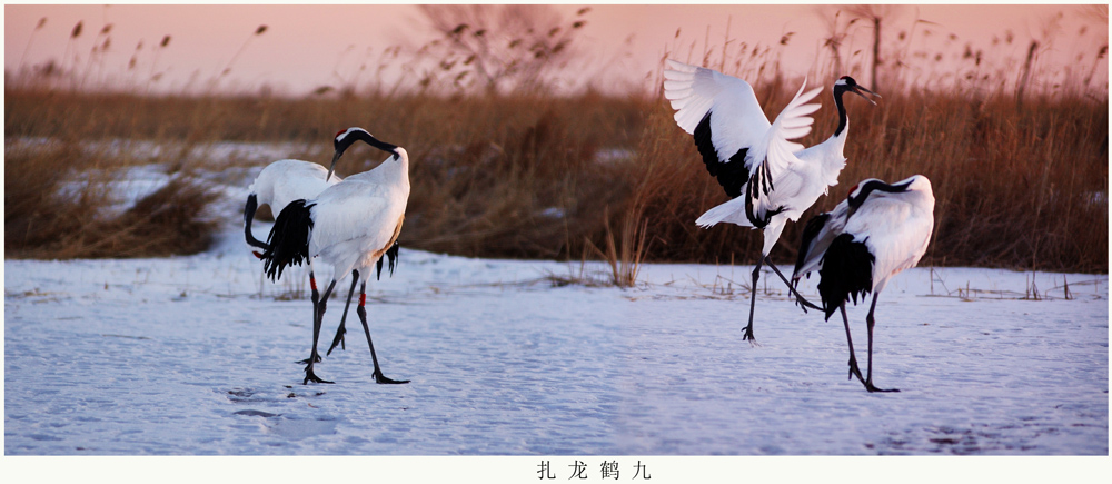 扎龙鹤九.jpg