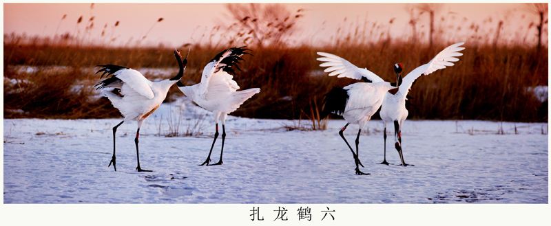 扎龙鹤六.jpg