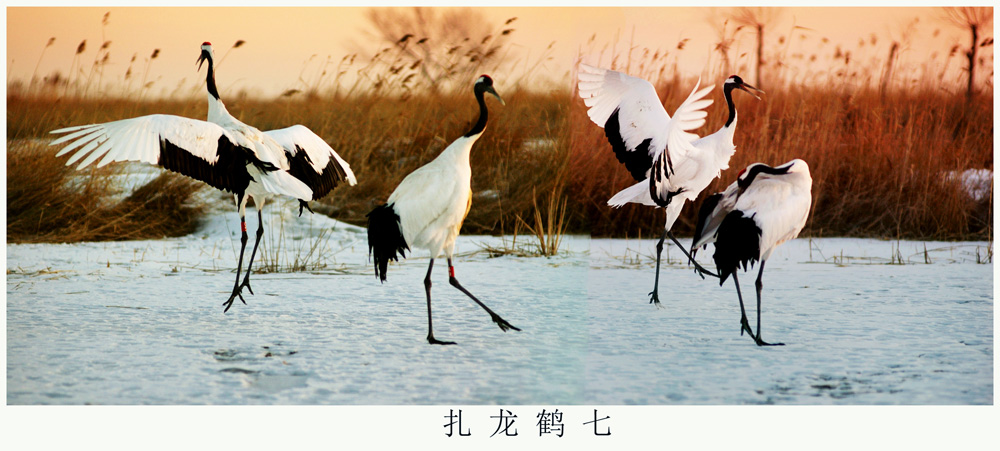 扎龙鹤七.jpg
