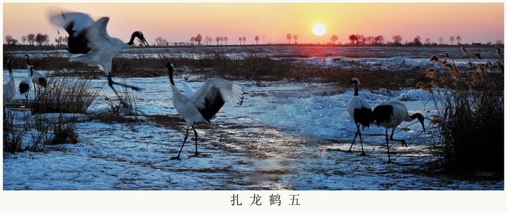 扎龙鹤五.jpg